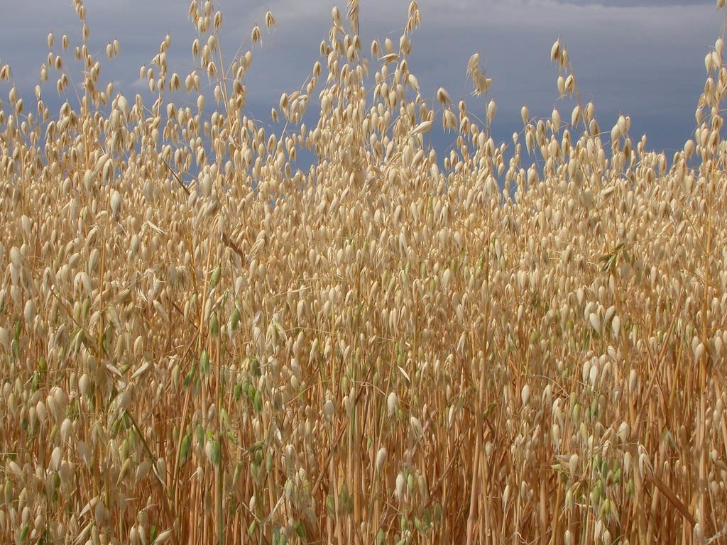 campo-de-avena