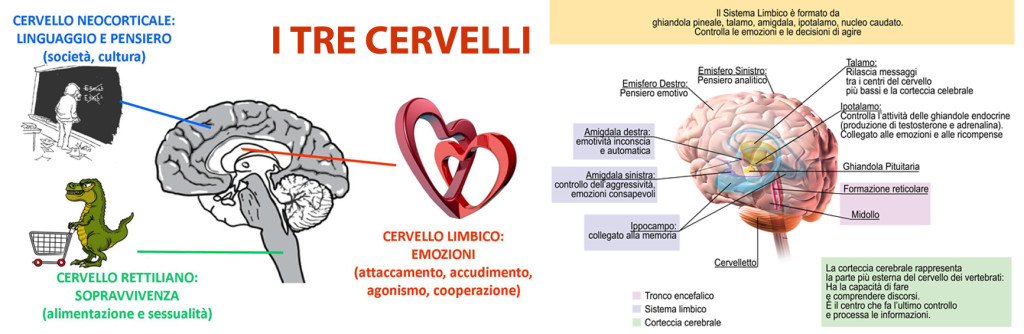 Foto 3- i tre cervelli